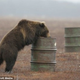 Illustration for article titled Russian Bears Are Hooked on Huffing Jet Fuel Until They Pass Out